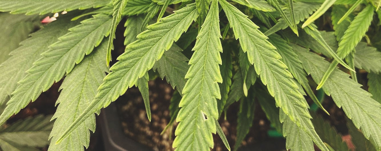 Plante de cannabis montrant des signes de carence en zinc, avec des jeunes feuilles jaunes et recourbées, indiquant un déficit en zinc, essentiel pour la croissance et le développement