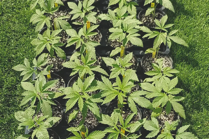 ALMICANNA Paillis De Chanvre 100% Bio 10L - Protection Living Soil Cannabis Phase Floraison