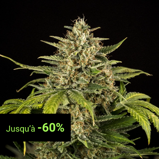 Autoflowering Seeds