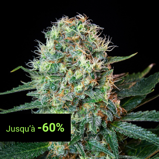 Feminized Seeds