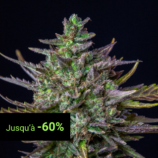 USA Premium Seeds