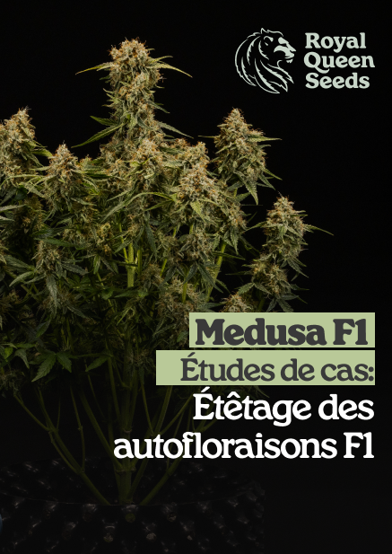 Medusa_f1_fr
