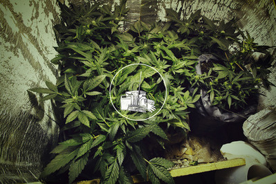 www.royalqueenseeds.fr/modules/prestablog/themes/r... www.royalqueenseeds.fr/modules/prestablog/themes/r...