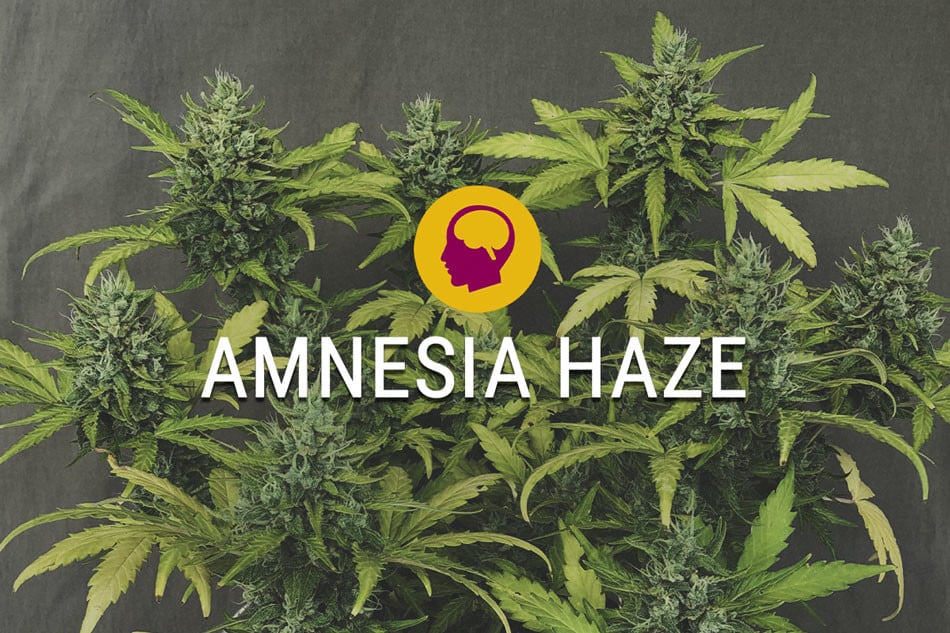 Amnesia Haze Féminisée