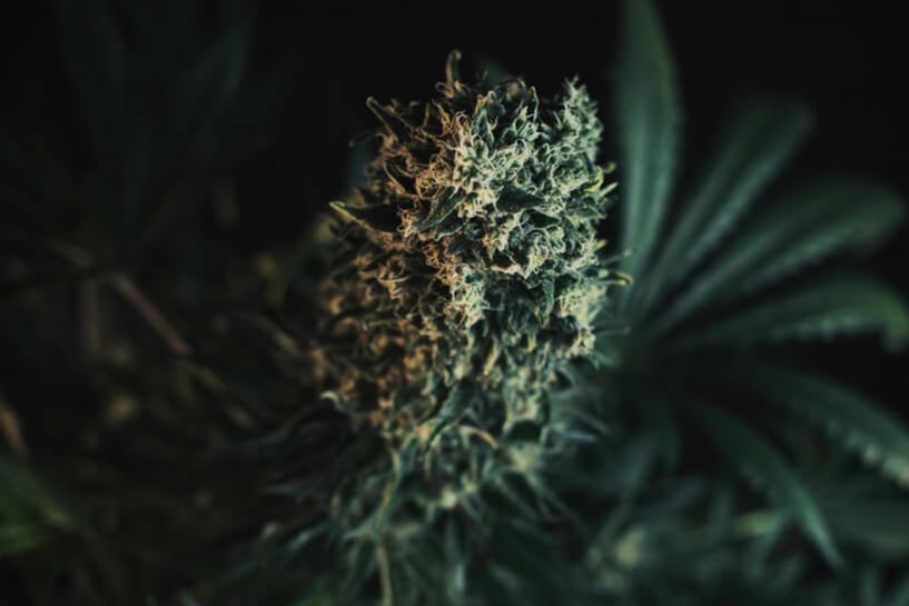 Maximiser Les Terpènes De Vos Plants De Cannabis