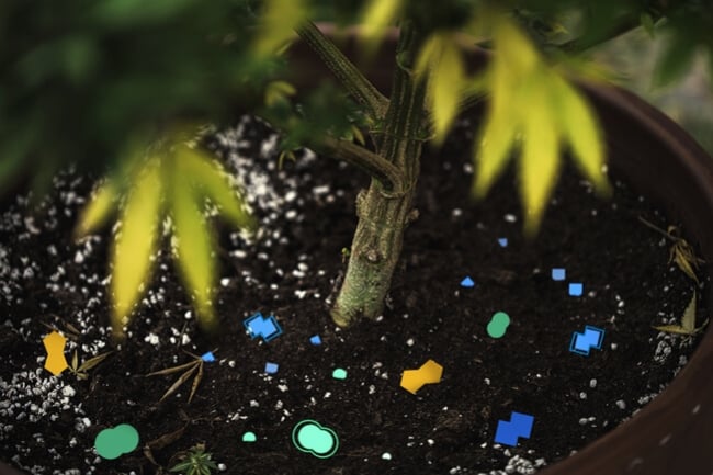 Comment Les Enzymes Aident Le Cannabis À Survivre Et S'épanouir