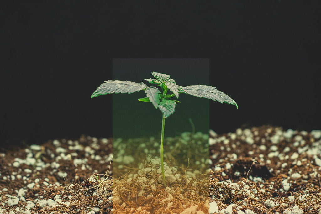 Germination des graines de cannabis - Résolution des problèmes