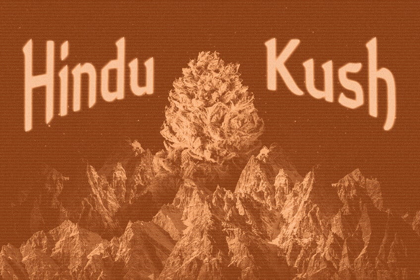 Origines Et Héritage Du Cannabis De L'Hindou Kouch 