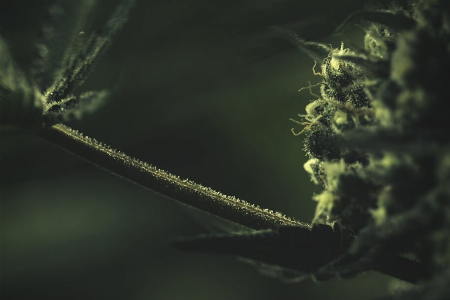 Comment Le Sucre Joue Un Rôle Dans La Culture Du Cannabis