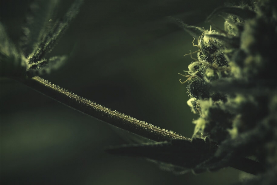 Comment Le Sucre Joue Un Rôle Dans La Culture Du Cannabis 