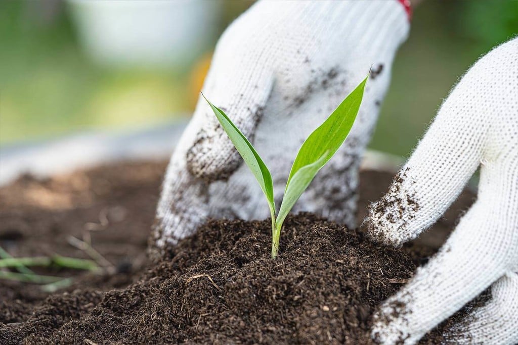 Comment la Terre Organique Vivante Recyclée (ROLS) donne lieu à un superbe cannabis