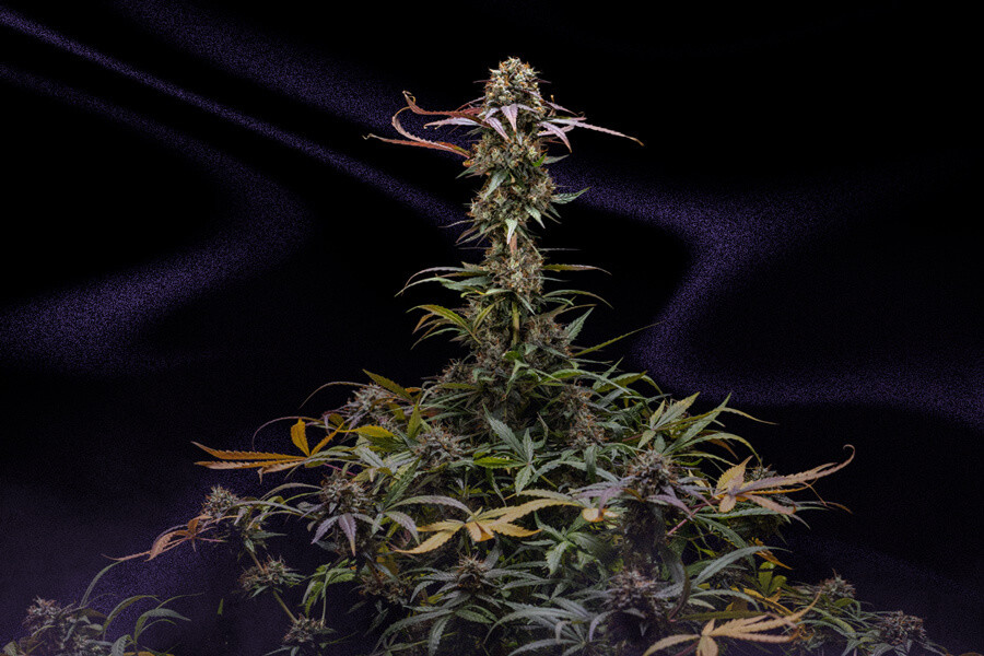 Comment prserver l'arme de vos ttes de cannabis - RQS Blog