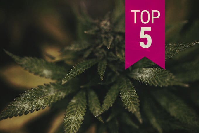 Top 5 des variétés de cannabis résistantes aux moisissures