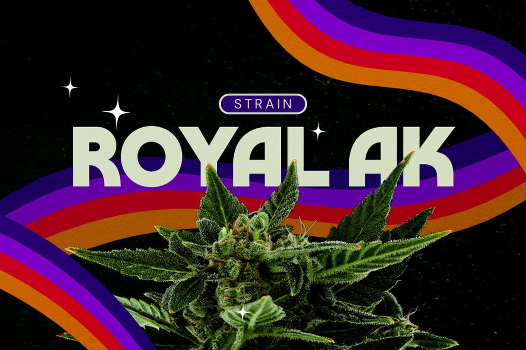 Évaluation de variété Royal AK