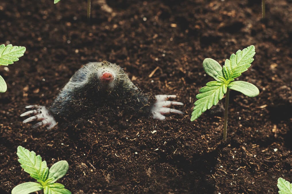 Comment s’occuper des taupes et des rongeurs dans votre culture de cannabis