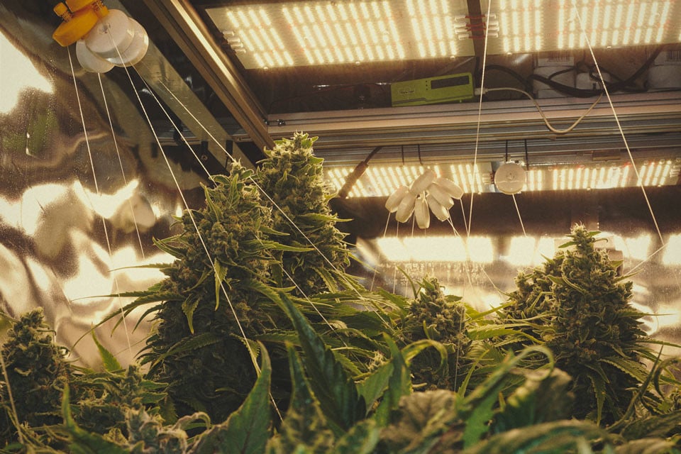 Les Meilleures Façons De Soutenir Les Larges Têtes De Cannabis En Intérieur Et Extérieur