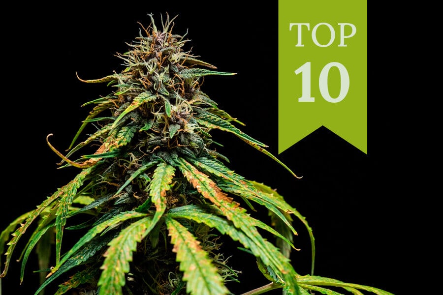 Top 10 des variétés de cannabis les plus savoureuses