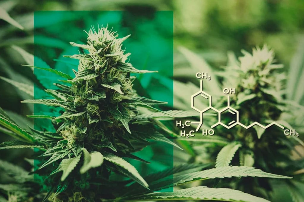 Fleur de CBD : Doser le CBD sans le THC