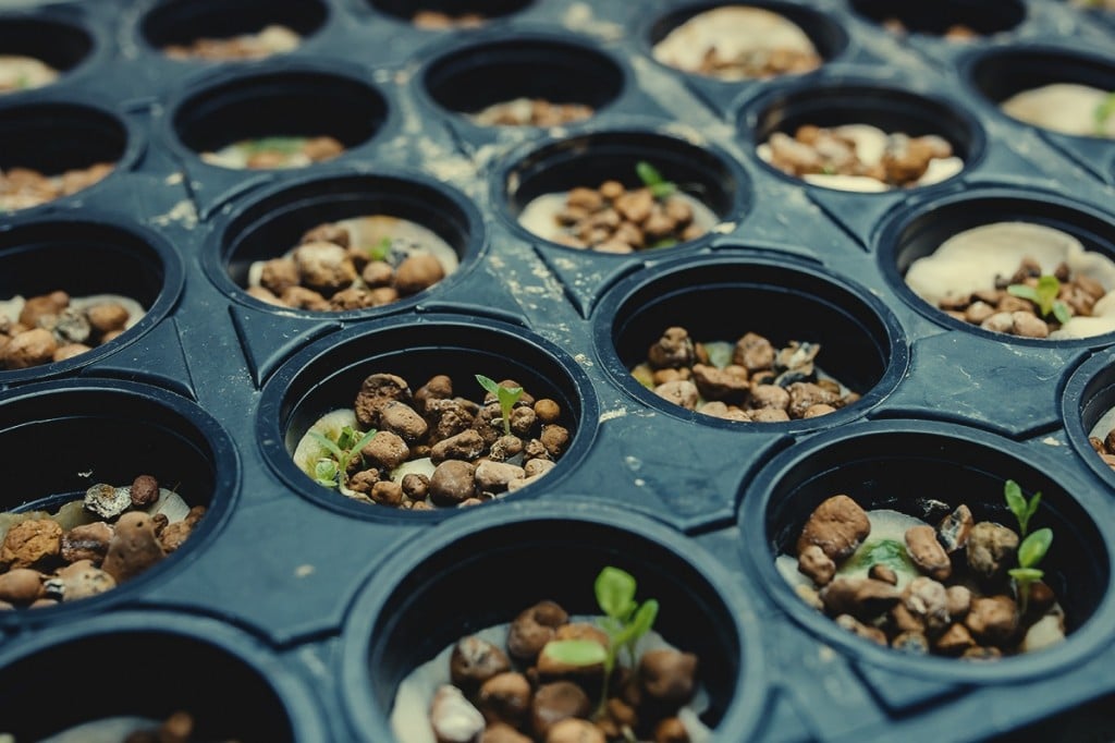 Peut-on cultiver du cannabis organique en hydroponie ?