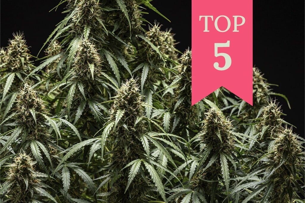 Top 5 des variétés de cannabis pour se concentrer