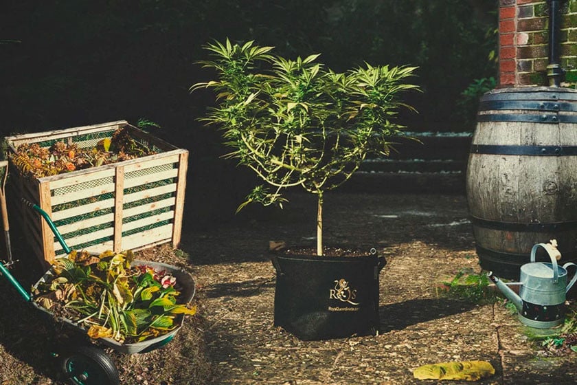 Cultiver du cannabis avec des pratiques durables