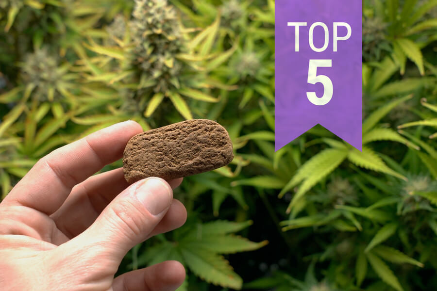 Top 5 des variétés de cannabis pour faire du haschich