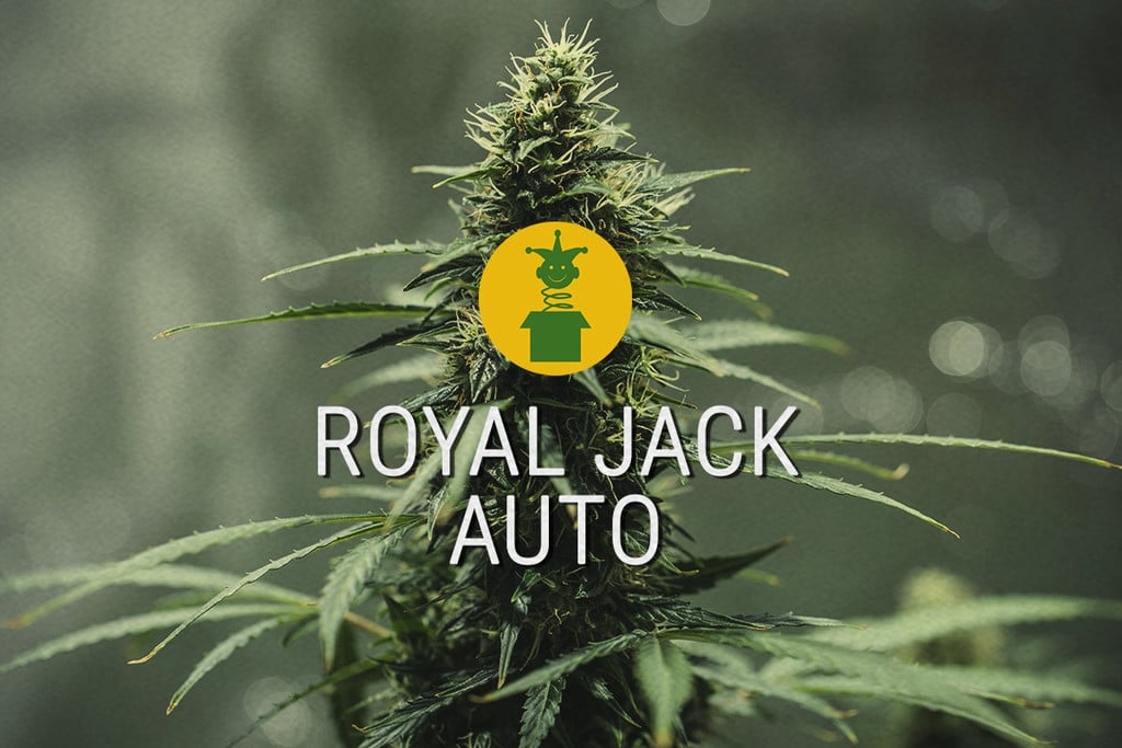 Royal Jack Automatic : la légendaire sativa transformée en auto