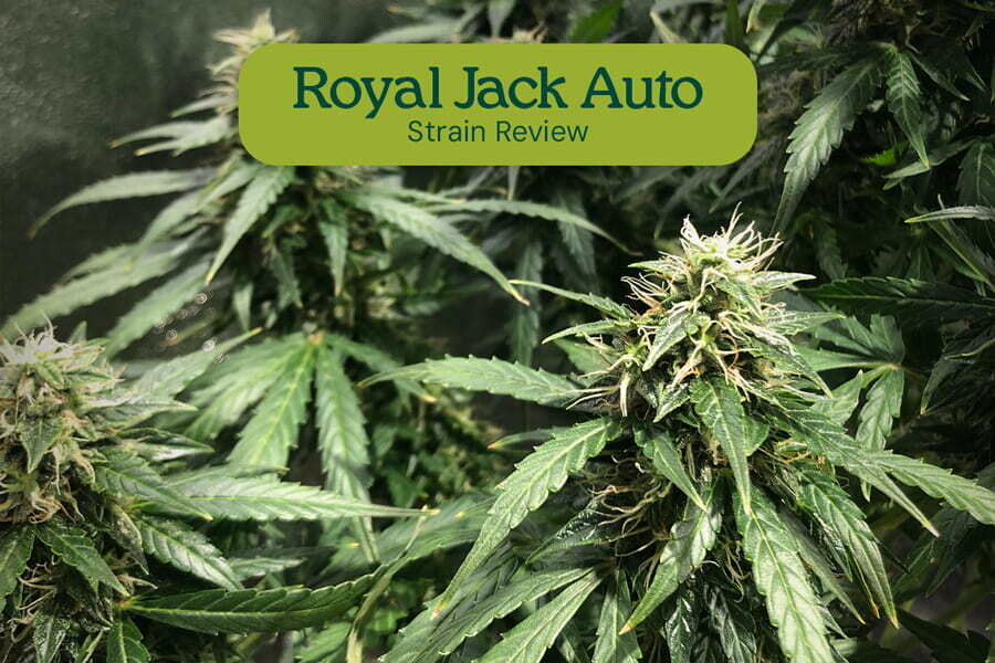 Royal Jack Automatic : la légendaire sativa transformée en auto