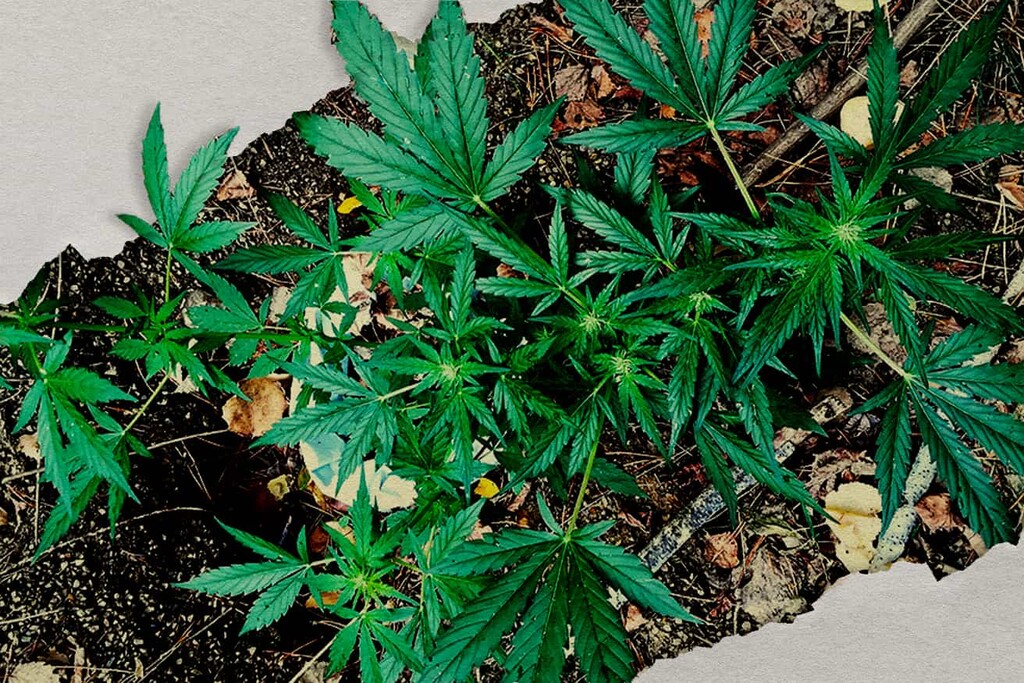 Culture de cannabis en mode guerrilla : comment cultiver en extérieur en toute discrétion