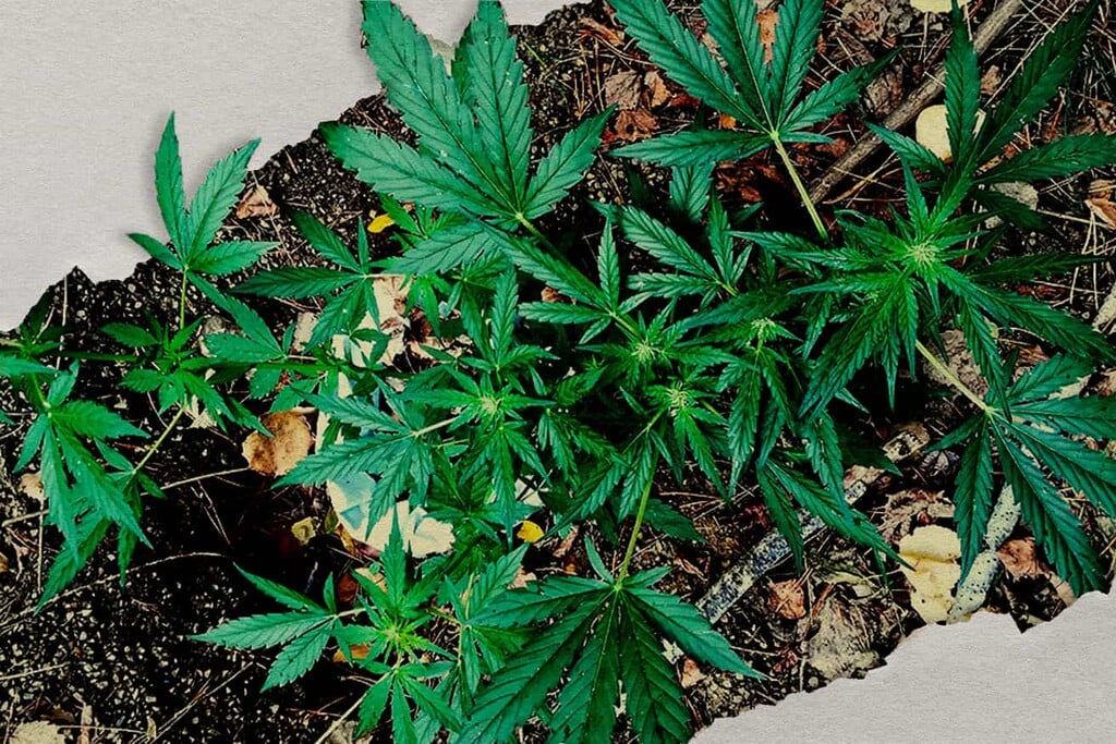 Culture de cannabis en mode guerrilla : comment cultiver en extérieur en toute discrétion