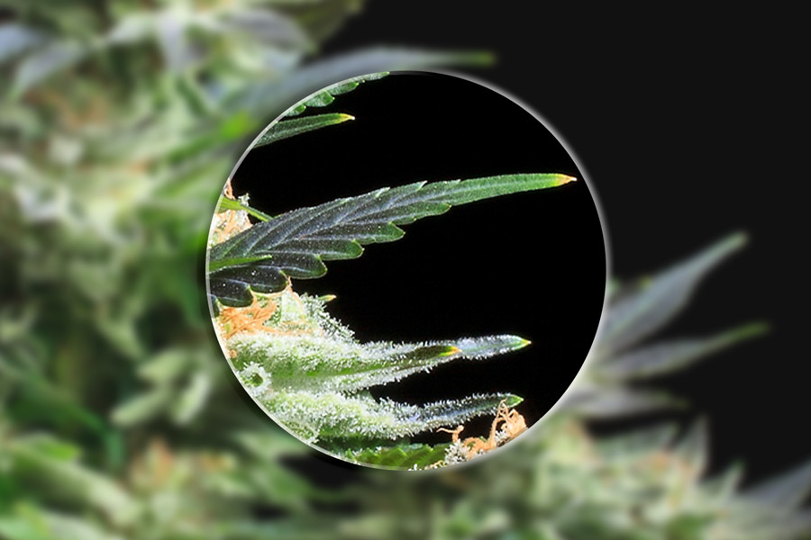 Pourquoi utiliser un microscope en cultivant du cannabis