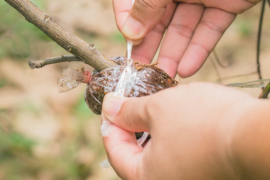 Comment marcotter le cannabis en 7 étapes simples