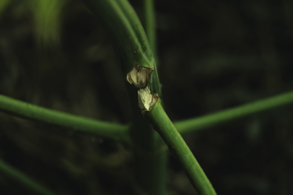 Comment réparer les tiges de cannabis brisées et pliées