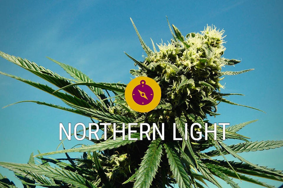 Northern Lights : une variété légendaire classique et une véritable indica