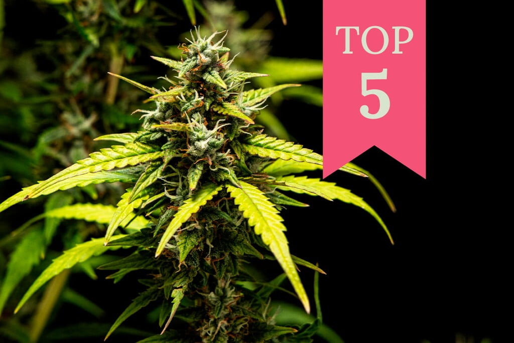 Top 5 des variétés de cannabis pour déborder d'énergie