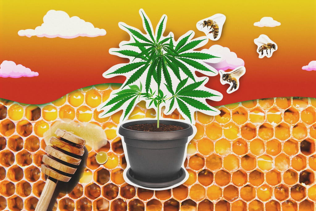 Utilisation du miel dans la culture du cannabis