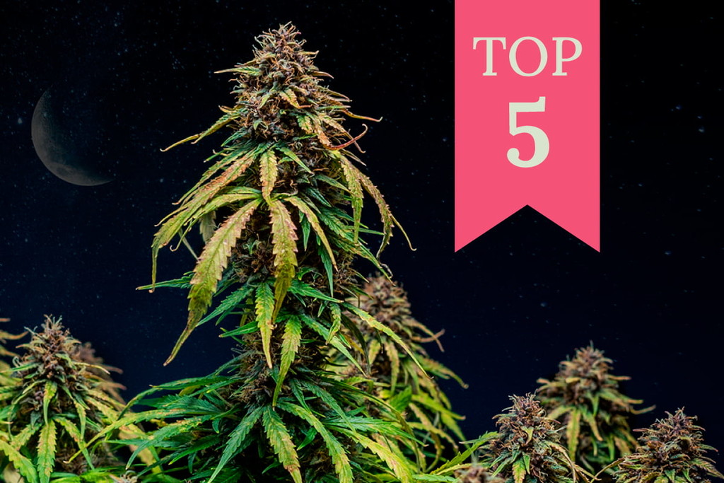 Top 5 des variétés de cannabis pour se détendre