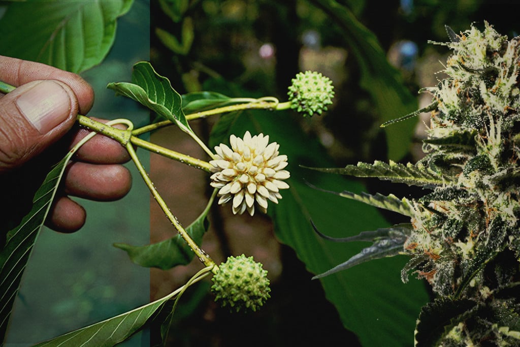 Kratom vs CBD :  Découvrez les différences