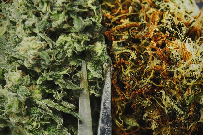 Devriez-vous manucurer votre cannabis manuellement ou mécaniquement ?