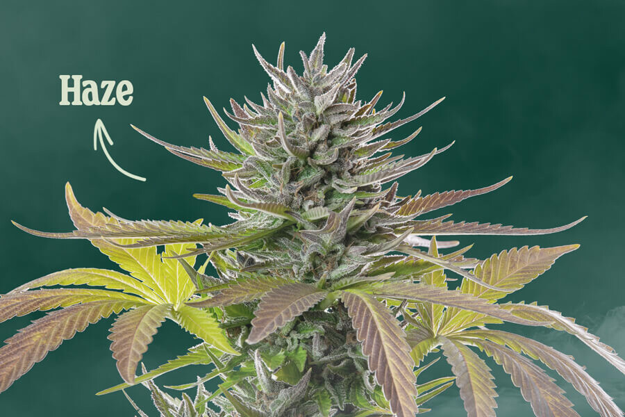 Qu'est-ce que le cannabis Haze ?