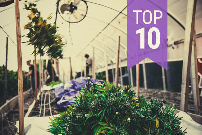 Top 10 des métiers de l'industrie du cannabis : ce qu'ils sont et leurs salaires respectifs