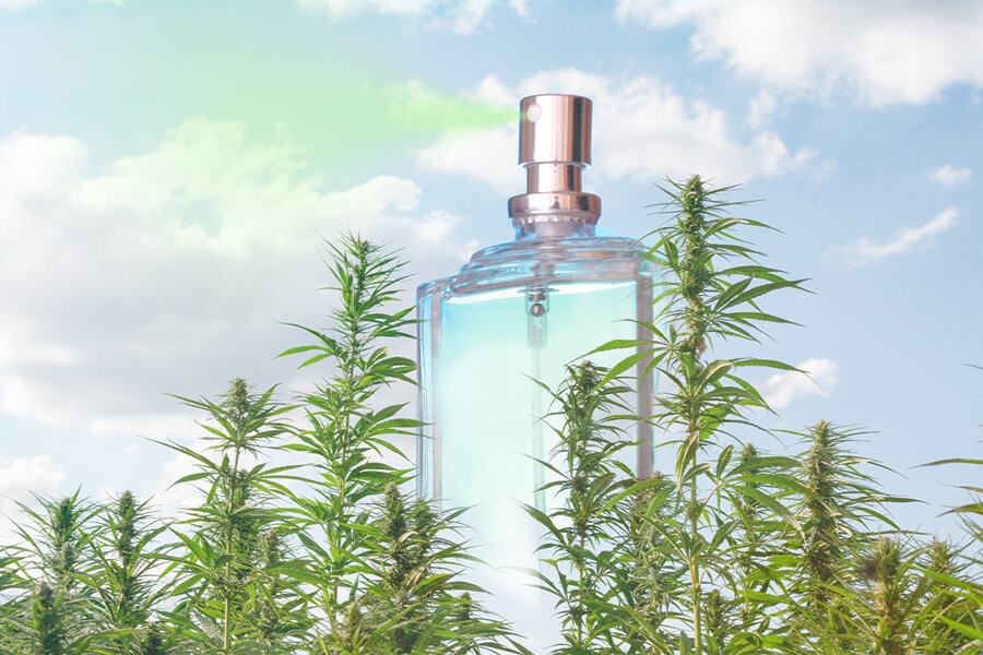Parfum au cannabis : un produit de parfumerie qui a le vent en poupe