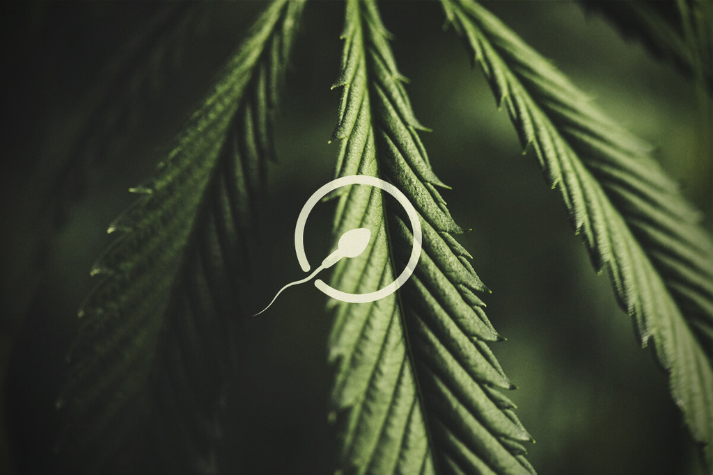 Cannabis et fertilité : ce qu'il faut savoir