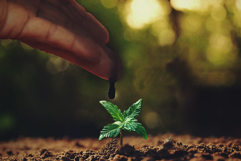 Mélasse : Un Excellent Complément Pour Plants De Cannabis