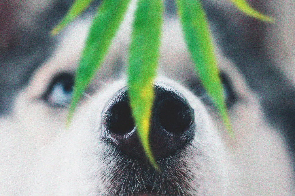 Animaux de compagnie et cannabis : que faire si votre chien mange du canna