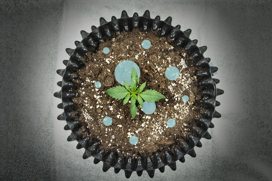 Bactéries lactiques : un probiotique pour les plants de cannabis