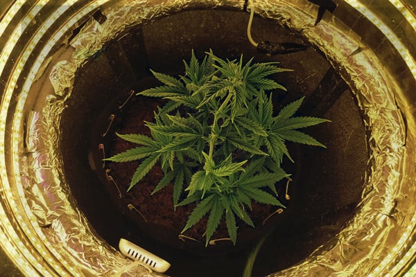 Un guide pour cultiver du cannabis dans un space bucket
