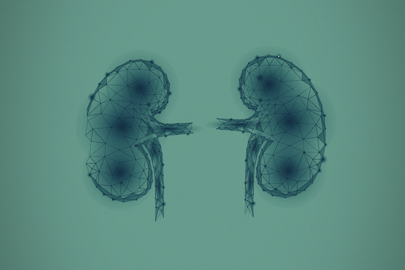 La science des cannabinoïdes et des maladies rénales