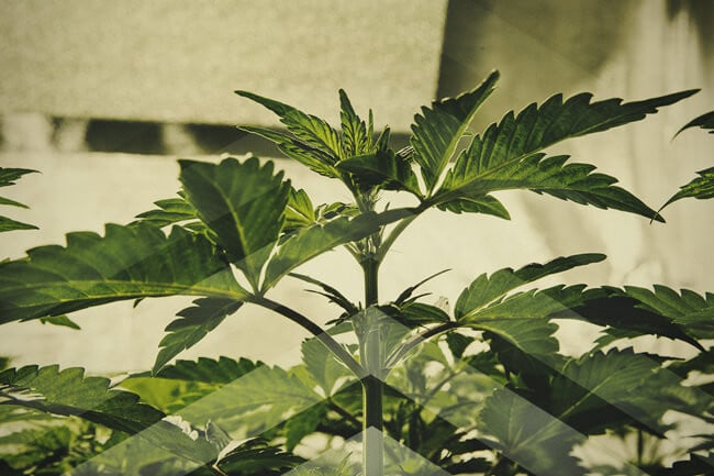 Cultiver du cannabis aussi vite que possible : ce qu'il faut savoir