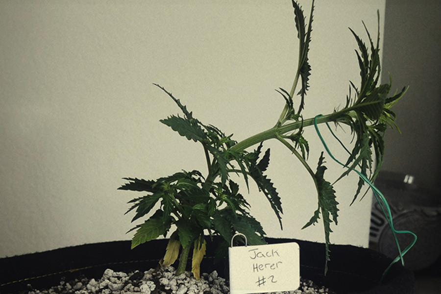 11 erreurs de palissage du cannabis à éviter
